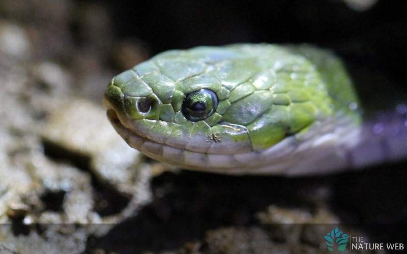 Green Keelback